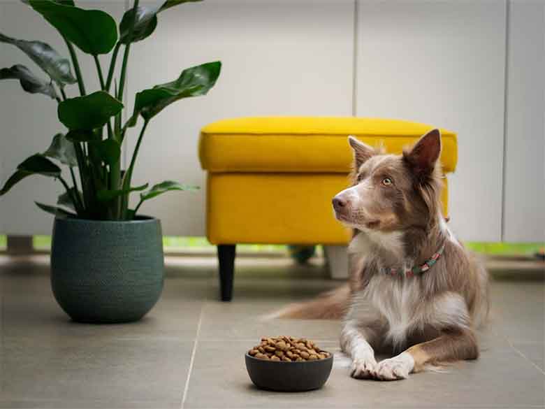 découvrez les causes possibles du ventre qui gargouille chez votre chien et quand consulter un vétérinaire pour assurer sa santé et son bien-être.