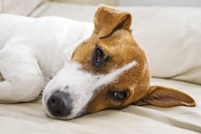 découvrez les causes possibles des gargouillements dans le ventre de votre chien et apprenez comment y remédier pour assurer son bien-être.