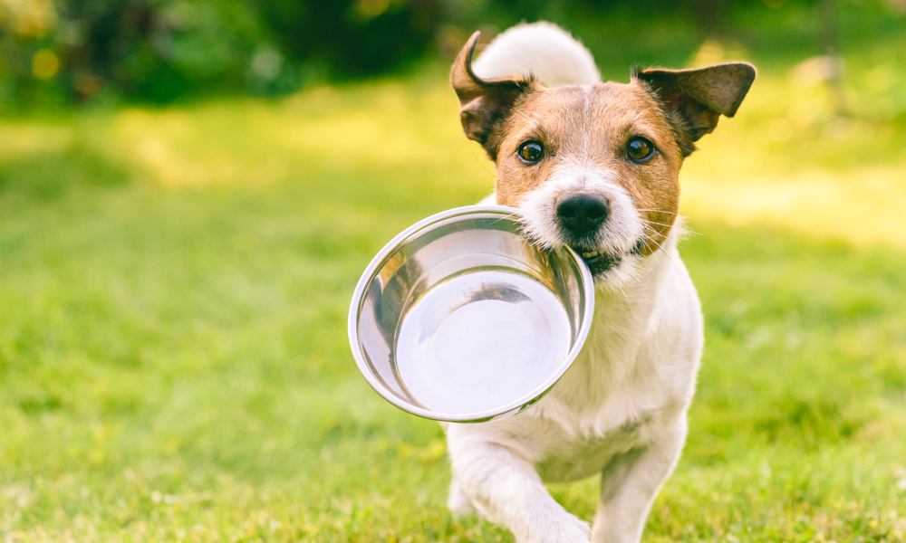 découvrez les causes possibles des gargouillements de ventre chez le chiot et les solutions efficaces pour apaiser ses maux digestifs.