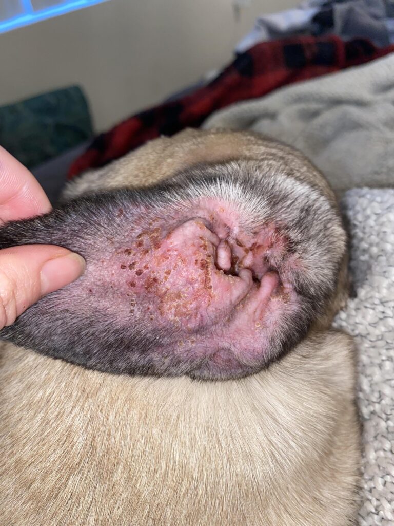 découvrez les causes courantes de croûtes chez le chien et les traitements efficaces en 2025 pour assurer la santé et le confort de votre animal.