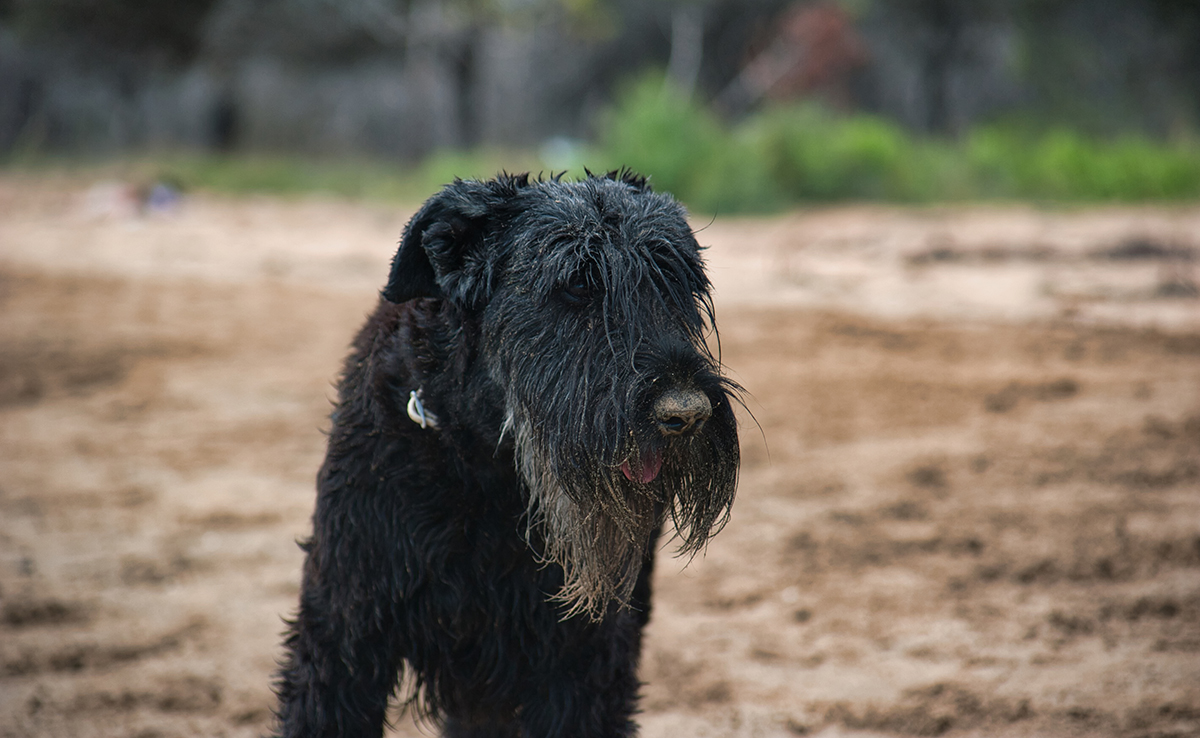 découvrez les causes courantes des croûtes sur la tête de votre chien et apprenez les traitements efficaces pour soigner et prévenir ce problème dermatologique.
