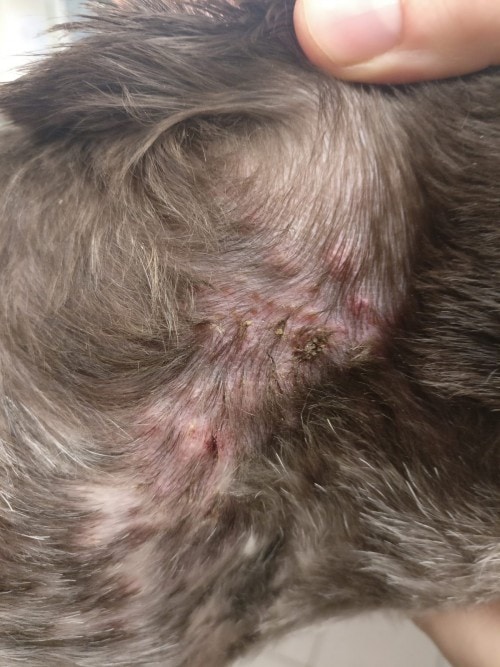 découvrez les causes courantes des croûtes sur la tête de votre chien et apprenez les traitements efficaces pour soulager votre compagnon à quatre pattes.