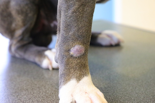 découvrez les causes des croûtes chez le chien et les meilleurs soins à adopter en 2025 pour assurer son bien-être et sa santé.