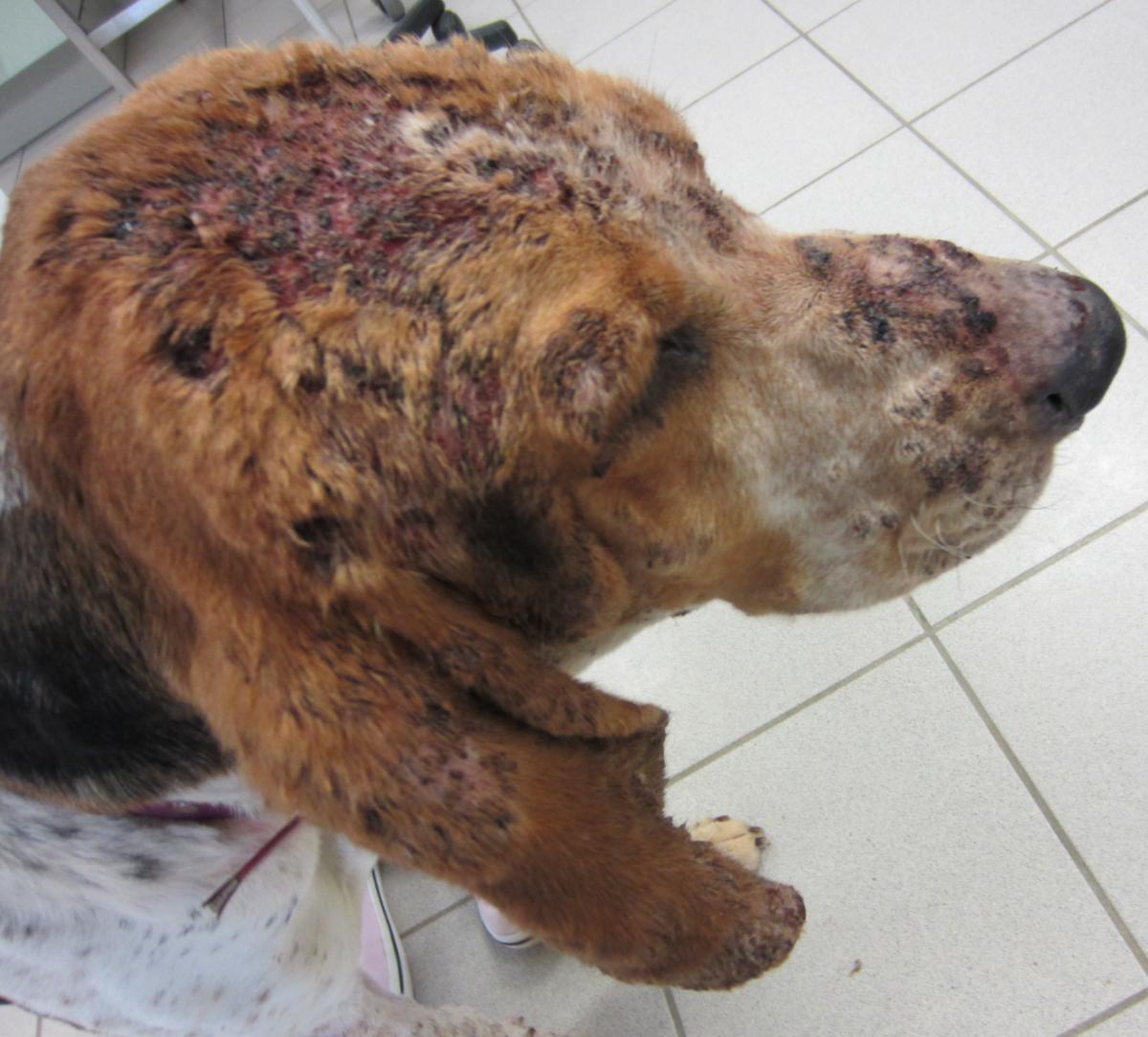 découvrez les principales causes des croûtes sur le dos de votre chien et trouvez des solutions efficaces pour soulager et prévenir ce problème dermatologique.