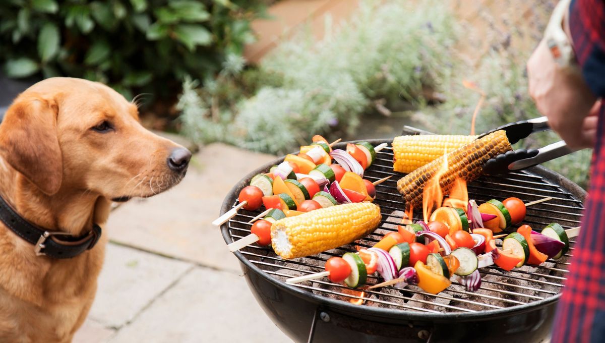 découvrez les dangers potentiels de l'ail pour les chiens en 2025 et comment protéger votre animal de compagnie contre ses effets toxiques.