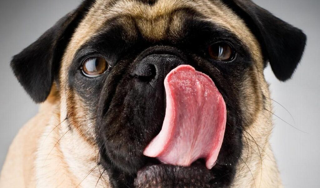 découvrez les dangers de l'ail pour les chiens en 2025 et apprenez comment protéger votre compagnon à quatre pattes des risques liés à sa consommation.