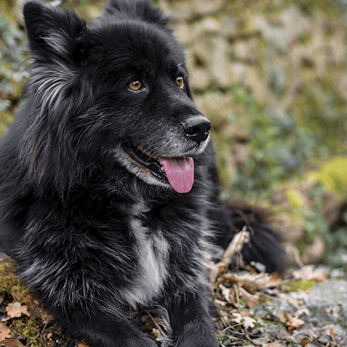 découvrez les causes courantes de la douleur à la patte arrière chez le chien et les solutions efficaces pour soulager votre animal en 2025.