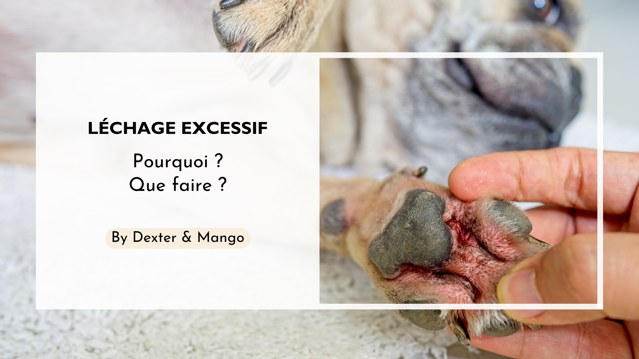 découvrez des astuces efficaces pour empêcher votre chien de se lécher les pattes, prévenir les irritations et assurer son bien-être au quotidien.