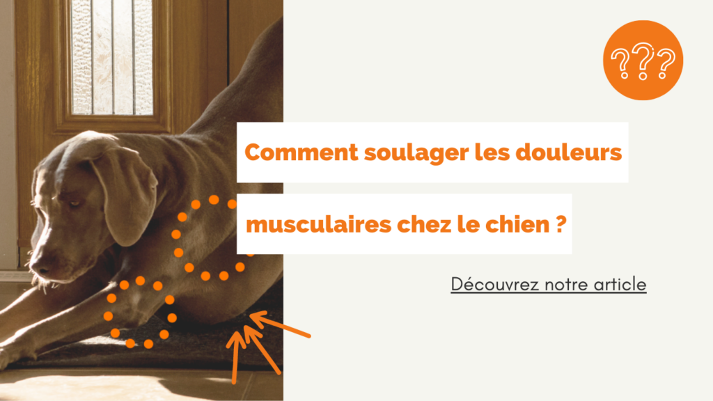 découvrez les principales causes de la fonte musculaire du train arrière chez le chien et explorez des solutions efficaces pour améliorer sa santé et sa mobilité.