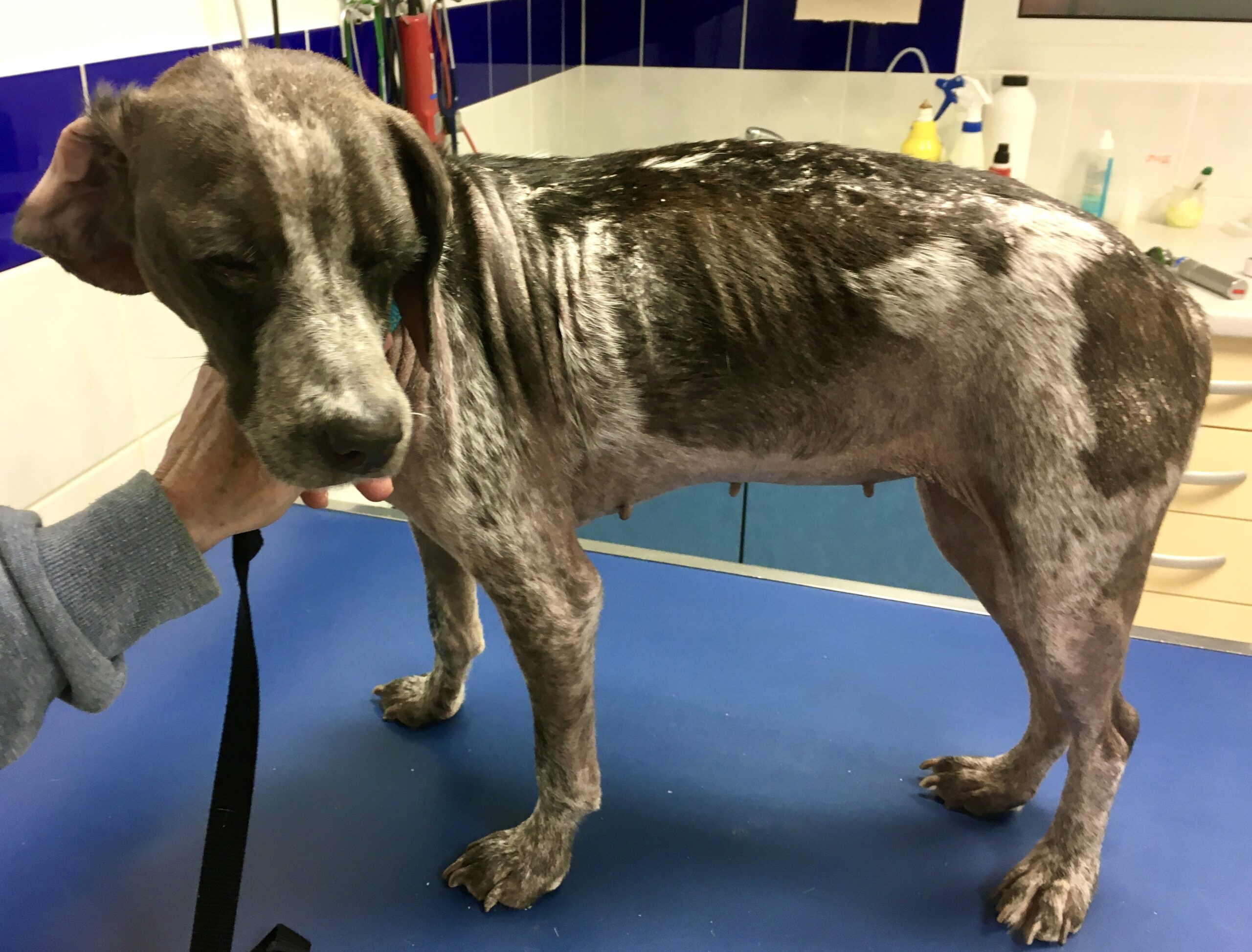 découvrez les causes courantes de la fonte musculaire du train arrière chez le chien et les solutions efficaces pour améliorer sa mobilité et son bien-être.