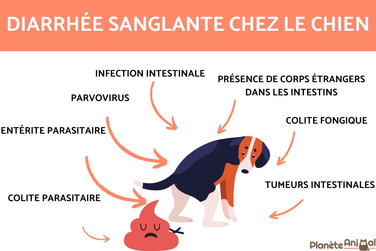 découvrez les causes des gargouillis intestinaux chez le chien et les solutions efficaces pour soulager votre animal et améliorer son confort digestif.