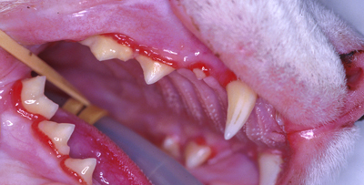 découvrez les causes, symptômes et traitements des infections buccales chez le chat pour assurer la santé bucco-dentaire de votre compagnon félin.