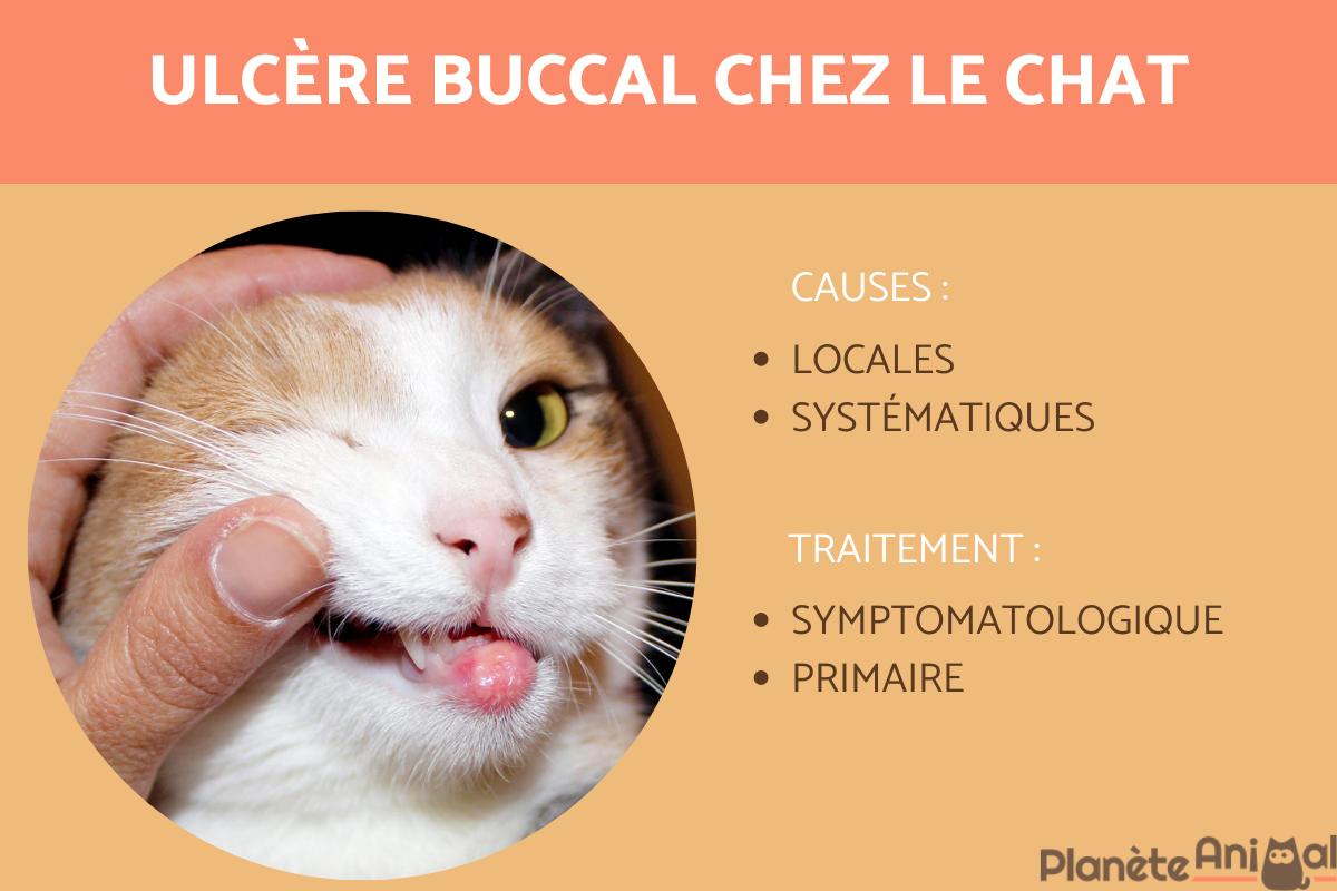 découvrez les causes, symptômes et traitements des infections buccales chez le chat pour assurer la santé et le bien-être de votre animal.
