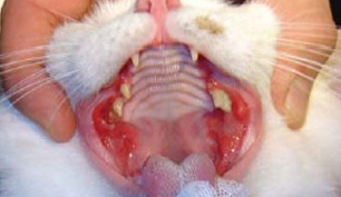 découvrez les causes, les symptômes et les traitements des infections buccales chez le chat pour assurer la santé et le bien-être de votre compagnon félin.