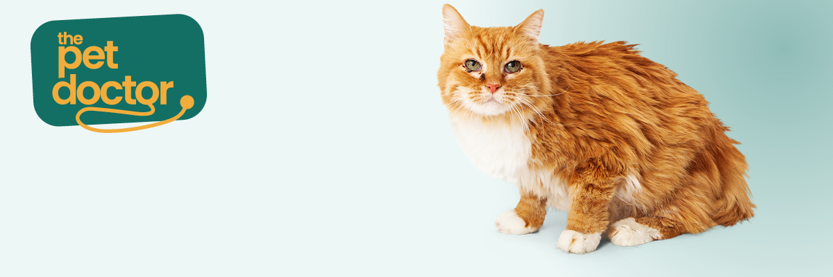 découvrez les symptômes, causes et traitements des infections de la langue chez le chat en 2025 pour assurer la santé optimale de votre compagnon félin.