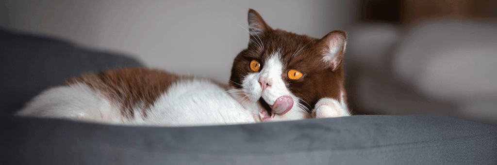 découvrez les symptômes, causes et traitements des infections de la langue chez le chat en 2025 pour assurer la santé de votre compagnon félin.