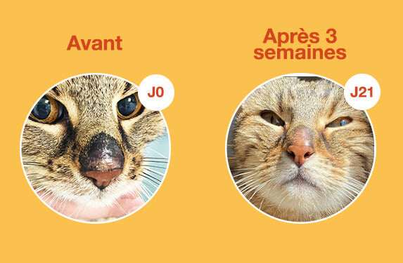 découvrez les symptômes, causes et traitements des infections de la langue chez le chat en 2025. guide complet pour bien comprendre et soigner votre compagnon félin.