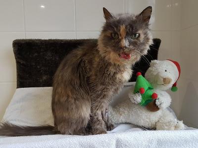 découvrez les causes possibles et les traitements pour une mâchoire inférieure gonflée chez le chat afin de préserver sa santé et son bien-être.