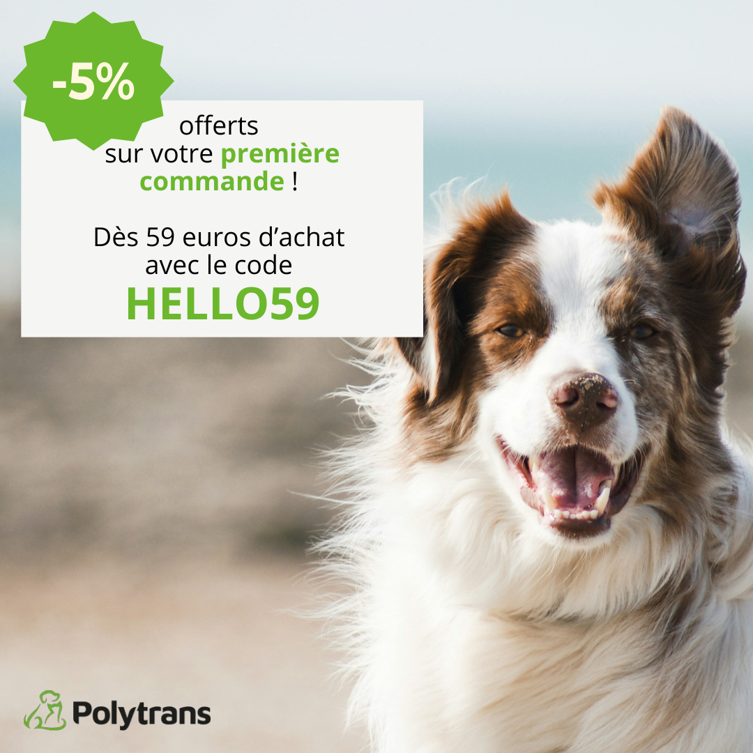 découvrez les symptômes courants des maladies du train arrière chez le chien et les solutions adaptées pour assurer leur bien-être et leur mobilité.