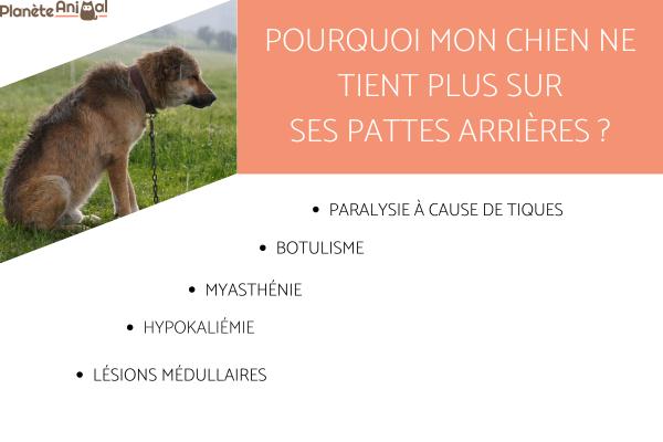 découvrez les symptômes courants des maladies du train arrière chez le chien et les solutions adaptées pour garantir sa mobilité et son bien-être.