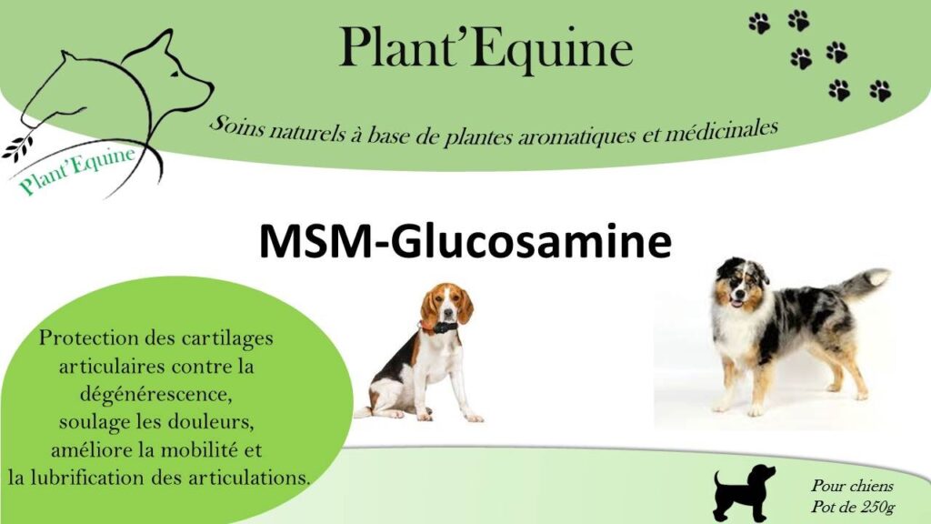 découvrez les bienfaits du msm pour chien en 2025 et apprenez le dosage adapté pour améliorer la santé et le bien-être de votre compagnon à quatre pattes.