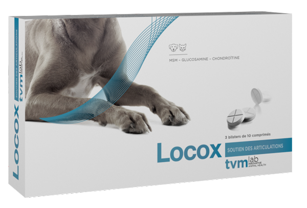 découvrez les bienfaits du msm pour chien en 2025 et apprenez le dosage recommandé pour améliorer la santé articulaire et le bien-être de votre compagnon.