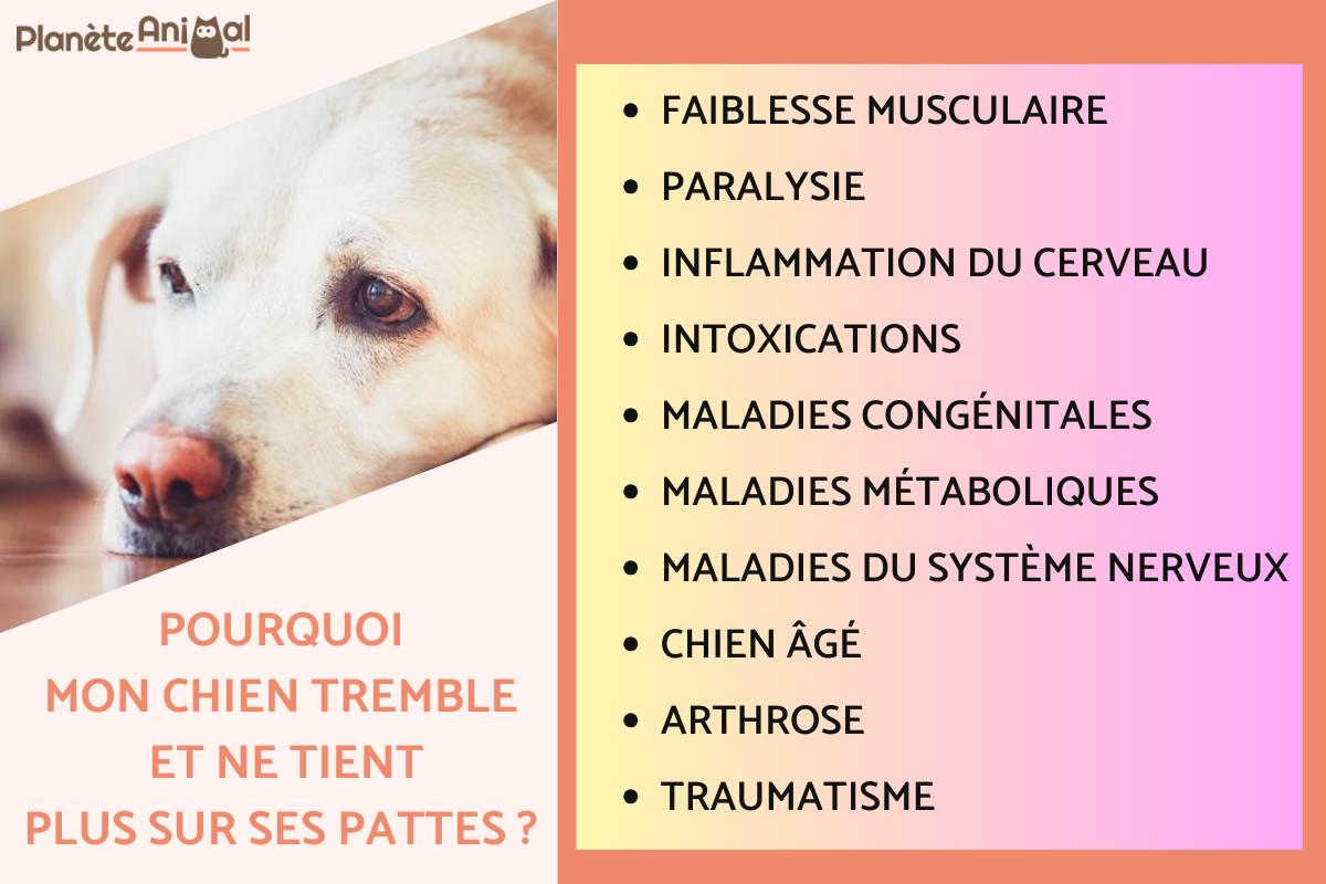 découvrez les symptômes de la paralysie arrière chez le chien pour assurer un diagnostic précoce et offrir les meilleurs soins à votre animal.