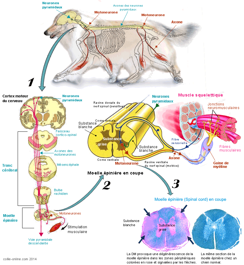 découvrez les causes courantes de la paralysie du train arrière chez le chien et les solutions possibles pour améliorer sa mobilité et son confort.