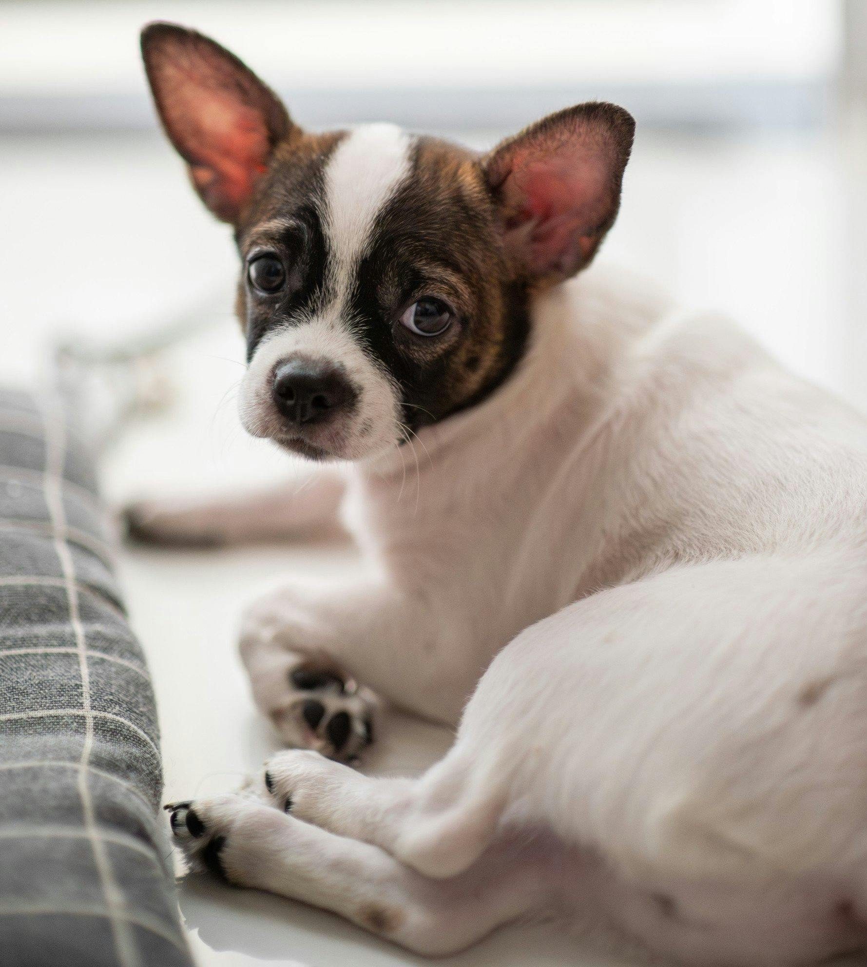 découvrez les causes courantes de la paralysie du train arrière chez le chien et les solutions pour aider votre animal à retrouver sa mobilité et son bien-être.