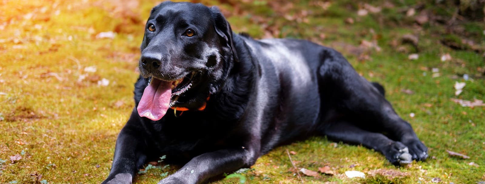 découvrez les causes courantes, symptômes et solutions aux problèmes d’arrière-train chez le chien pour assurer son bien-être et sa santé optimale.