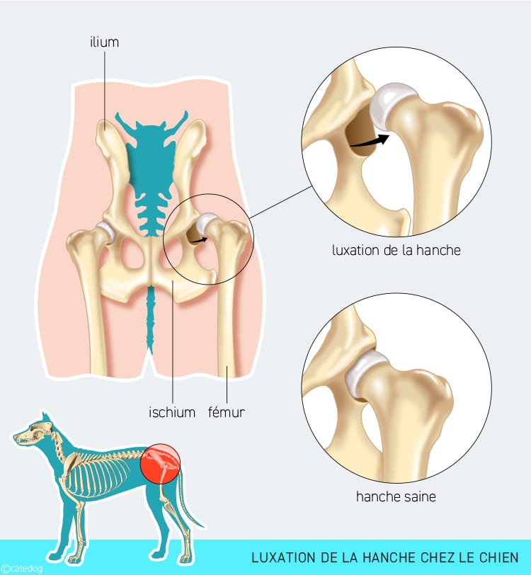 découvrez les causes courantes, symptômes et solutions pour les problèmes de patte arrière chez le chien afin d'assurer sa santé et son bien-être.