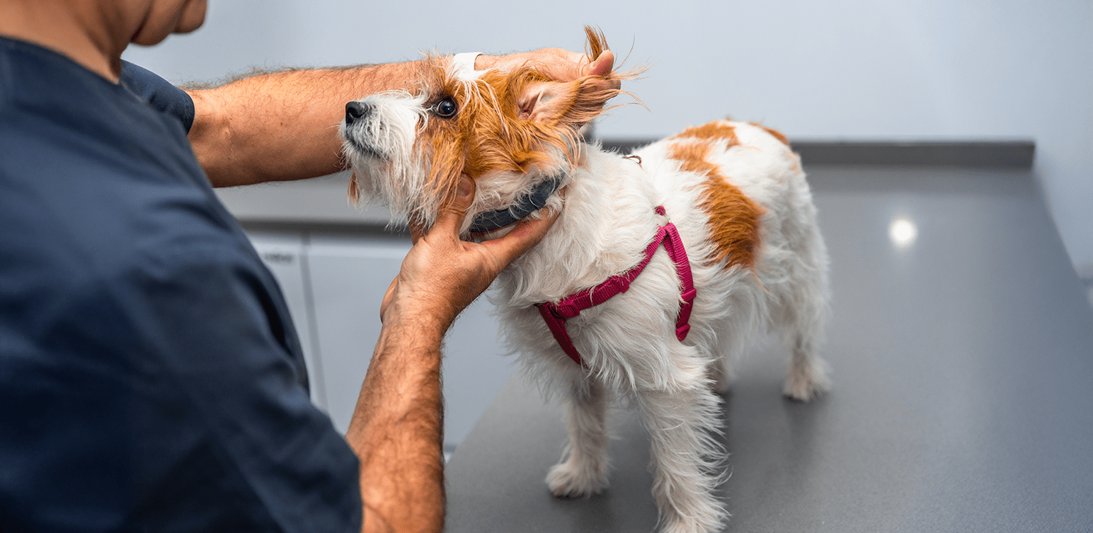 découvrez les meilleurs remèdes naturels pour traiter l'eczéma chez le chien en 2025 et offrez à votre compagnon une peau saine et apaisée.