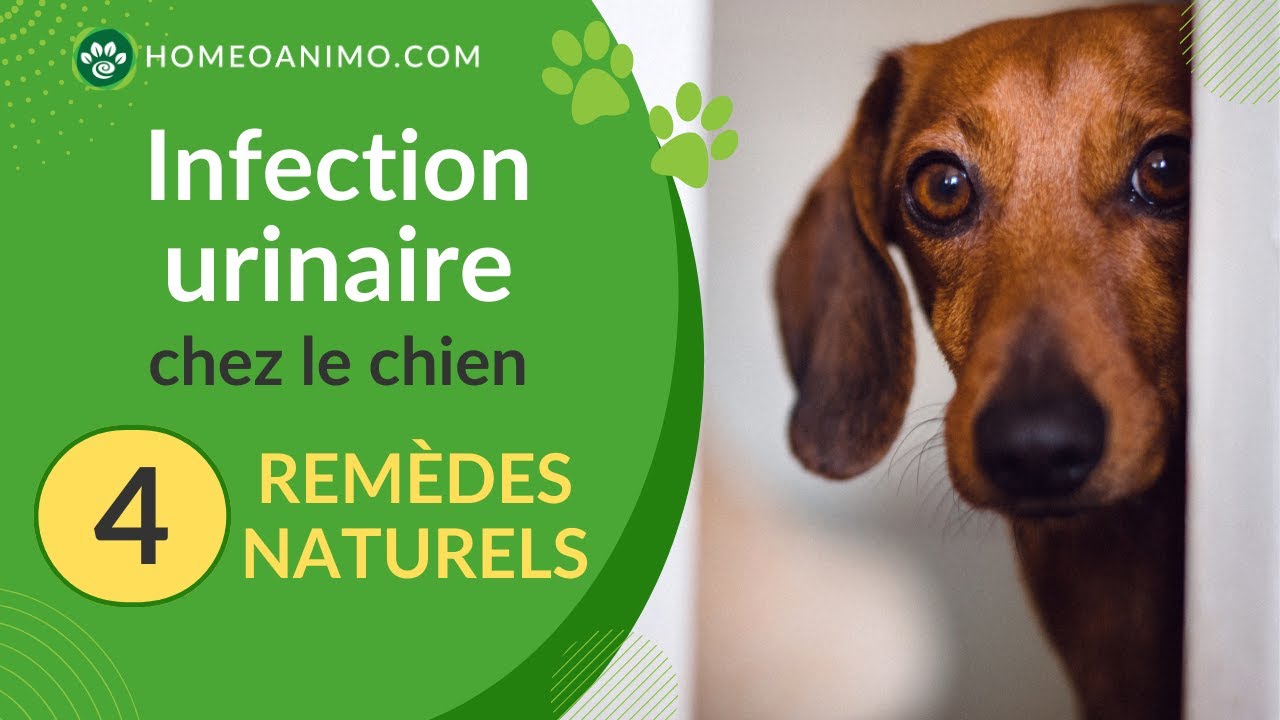 découvrez les causes possibles du sang dans les urines chez un chien âgé ainsi que les traitements adaptés pour assurer sa santé et son bien-être.