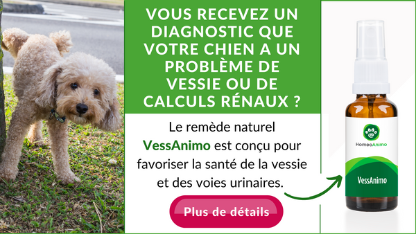 découvrez les causes du sang dans les urines de votre chien et les traitements efficaces pour 2025 afin d'assurer la santé et le bien-être de votre animal.