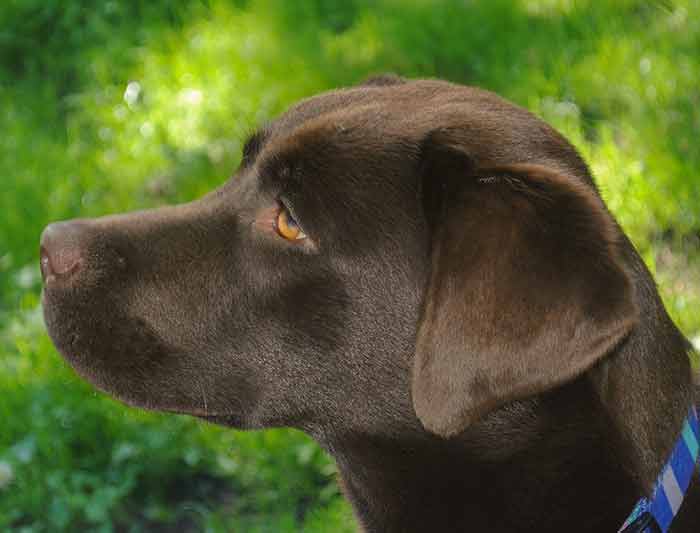 découvrez les causes possibles du sang dans les urines de votre chien et les traitements adaptés pour assurer sa santé et son bien-être.