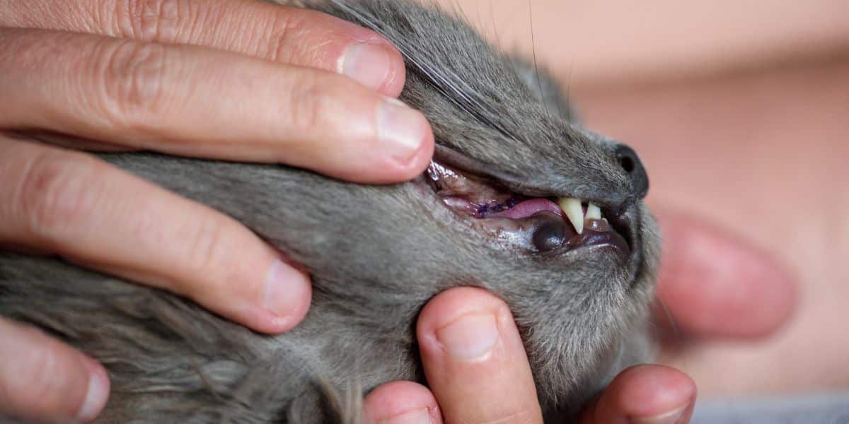 découvrez les meilleures méthodes pour soigner la gingivite chez le chat en 2025 et maintenir sa santé bucco-dentaire.