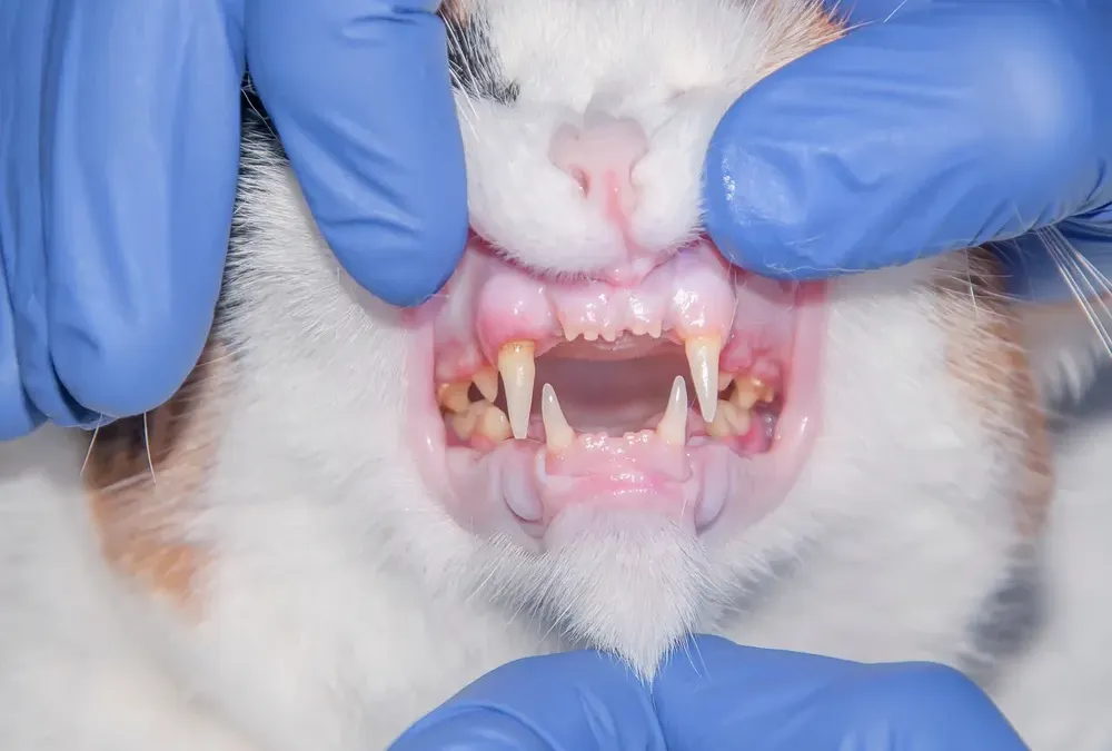 découvrez comment soigner efficacement la gingivite chez le chat en 2025 avec nos conseils vétérinaires et traitements adaptés pour préserver la santé bucco-dentaire de votre animal.