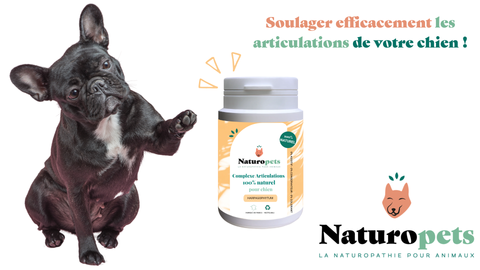 découvrez les meilleures méthodes pour soulager les douleurs musculaires de votre chien en 2025 et améliorer son bien-être au quotidien.
