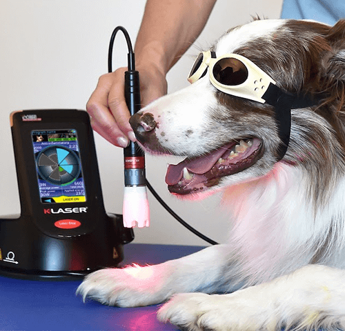 découvrez les meilleures méthodes pour soulager les douleurs musculaires de votre chien en 2025. conseils, traitements naturels et solutions efficaces pour améliorer le bien-être de votre compagnon.