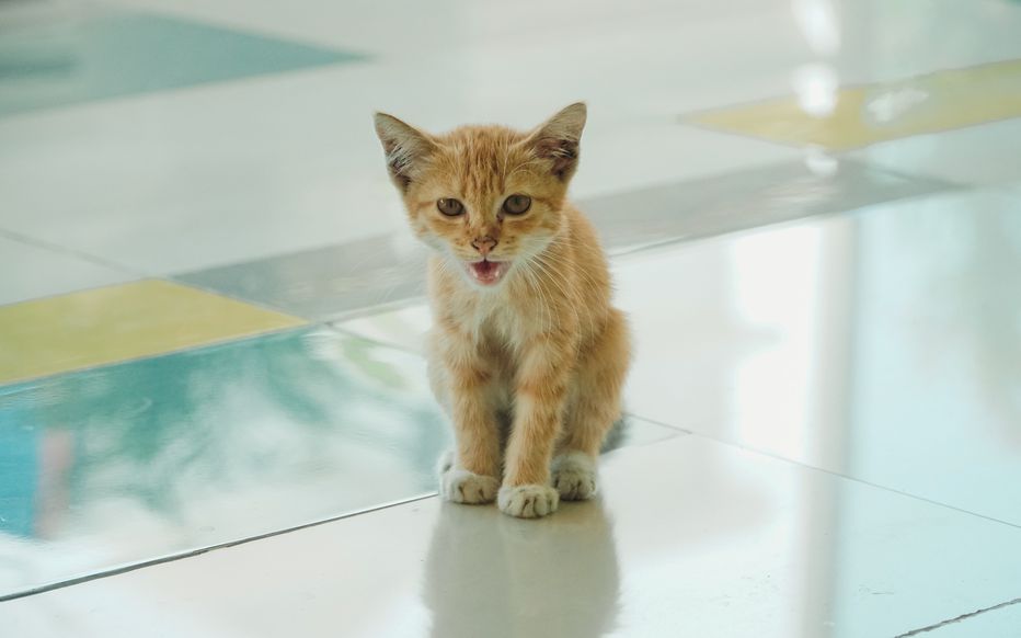 découvrez les symptômes de la stomatite chez le chat et les solutions efficaces pour soulager et traiter cette inflammation buccale en 2025.