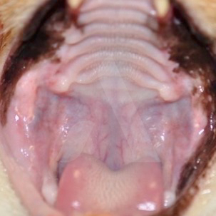 découvrez les causes, symptômes et traitements de la stomatite contagieuse chez le chat pour assurer la santé et le bien-être de votre compagnon félin.