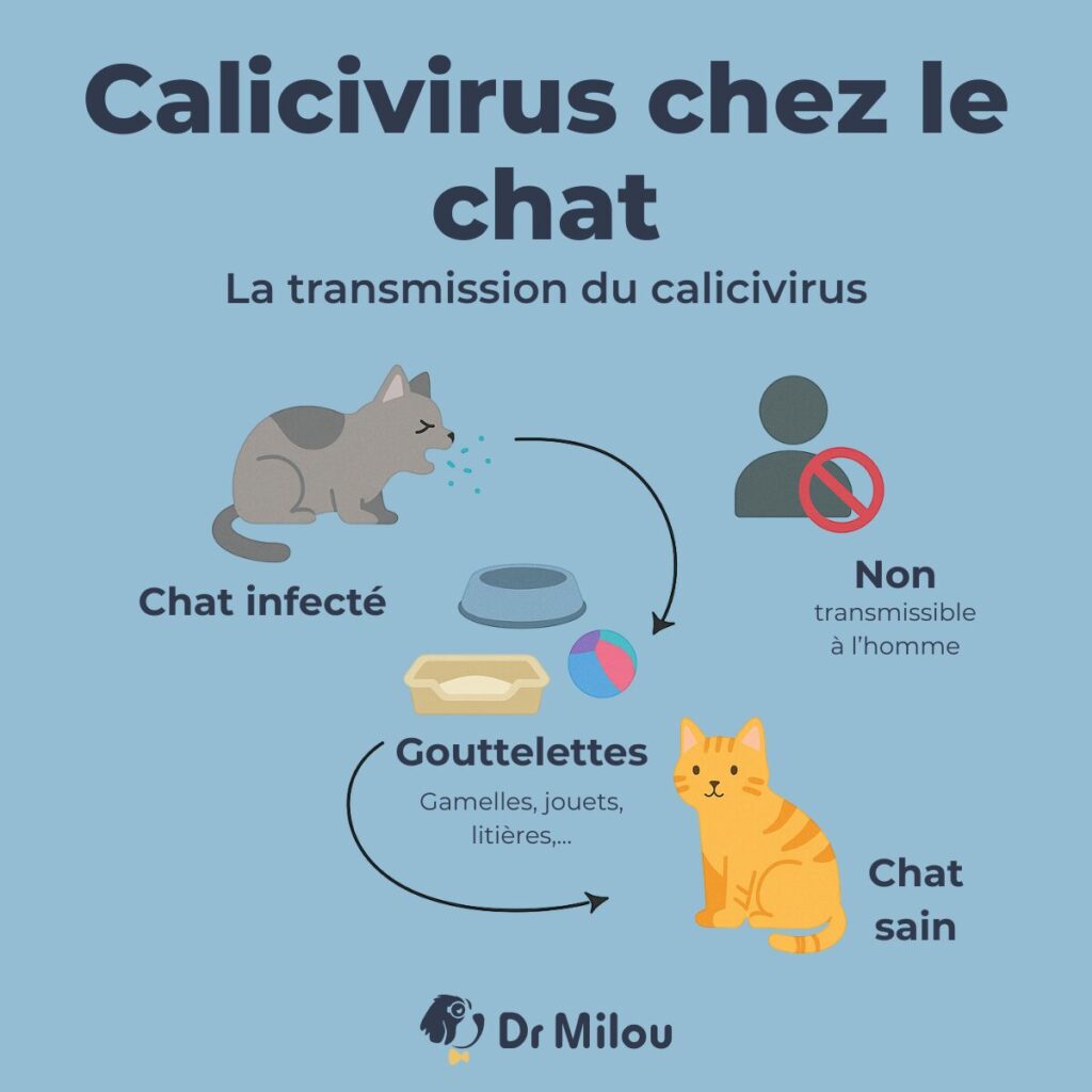 découvrez les causes, symptômes et traitements de la stomatite contagieuse chez le chat pour assurer la santé et le bien-être de votre compagnon félin.