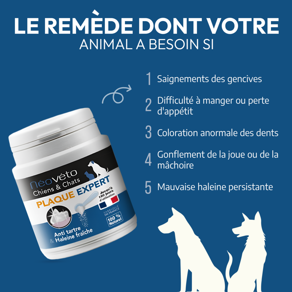 découvrez des solutions efficaces pour éliminer le tartre chez le chien et assurer une bonne santé bucco-dentaire à votre compagnon.