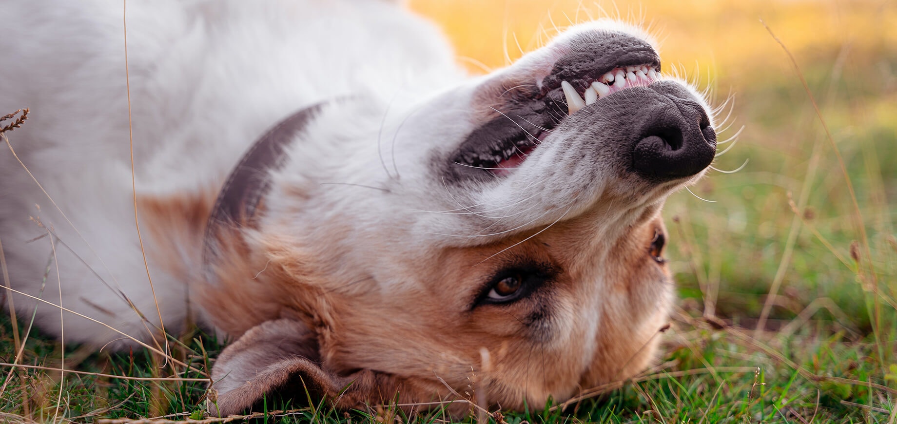 découvrez des solutions efficaces pour éliminer le tartre chez le chien et préserver la santé bucco-dentaire de votre compagnon à quatre pattes.