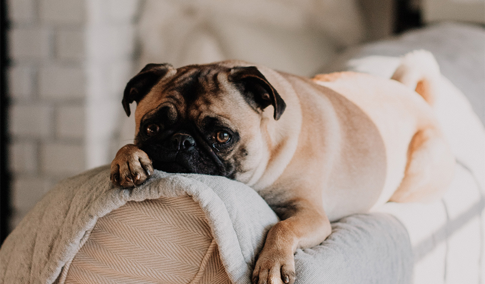 découvrez les effets et les risques de la toxicité de l'ail pour les chiens en 2025, ainsi que des conseils pour assurer la sécurité et la santé de votre compagnon à quatre pattes.