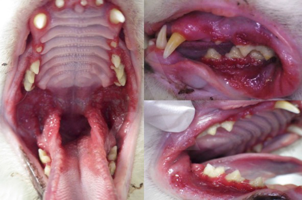 découvrez les méthodes avancées et efficaces pour le traitement de la gingivite chez le chat en 2025, afin d'assurer la santé bucco-dentaire optimale de votre félin.
