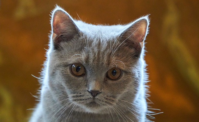 découvrez les traitements efficaces pour la gingivite chez le chat en 2025 et assurez une meilleure santé bucco-dentaire à votre compagnon félin.