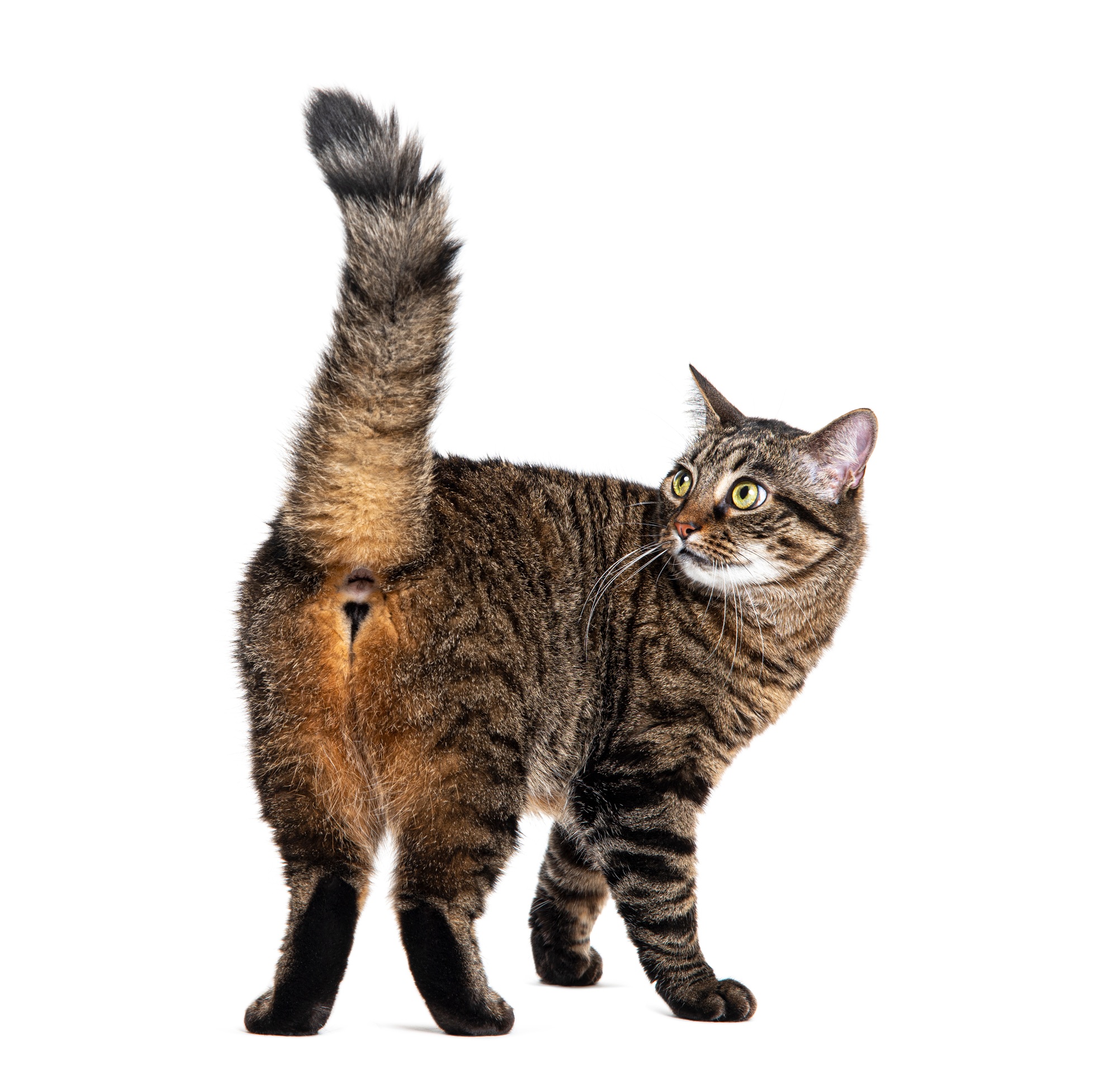 découvrez notre guide 2025 complet sur les troubles de comportement chez le chat : conseils, causes et solutions pour mieux comprendre et aider votre compagnon félin.