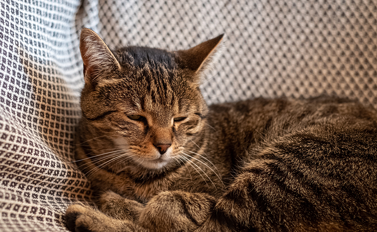 découvrez notre guide 2025 pour comprendre et gérer les troubles de comportement chez le chat. conseils pratiques pour assurer le bien-être de votre compagnon félin.