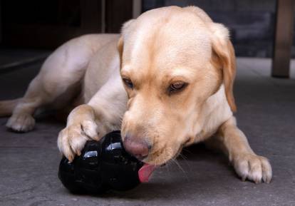 découvrez les causes courantes du ventre qui gargouille chez le chien et les solutions efficaces pour apaiser ses maux en 2025. conseils vétérinaires et remèdes naturels expliqués.